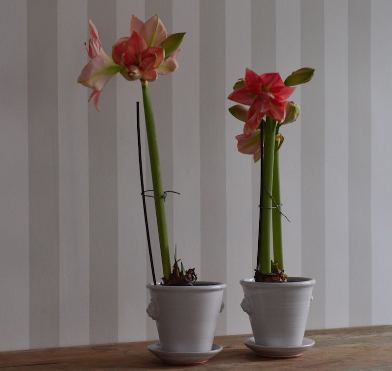 087_amaryllis.jpg